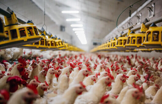 How it works | Lafaut Poultry